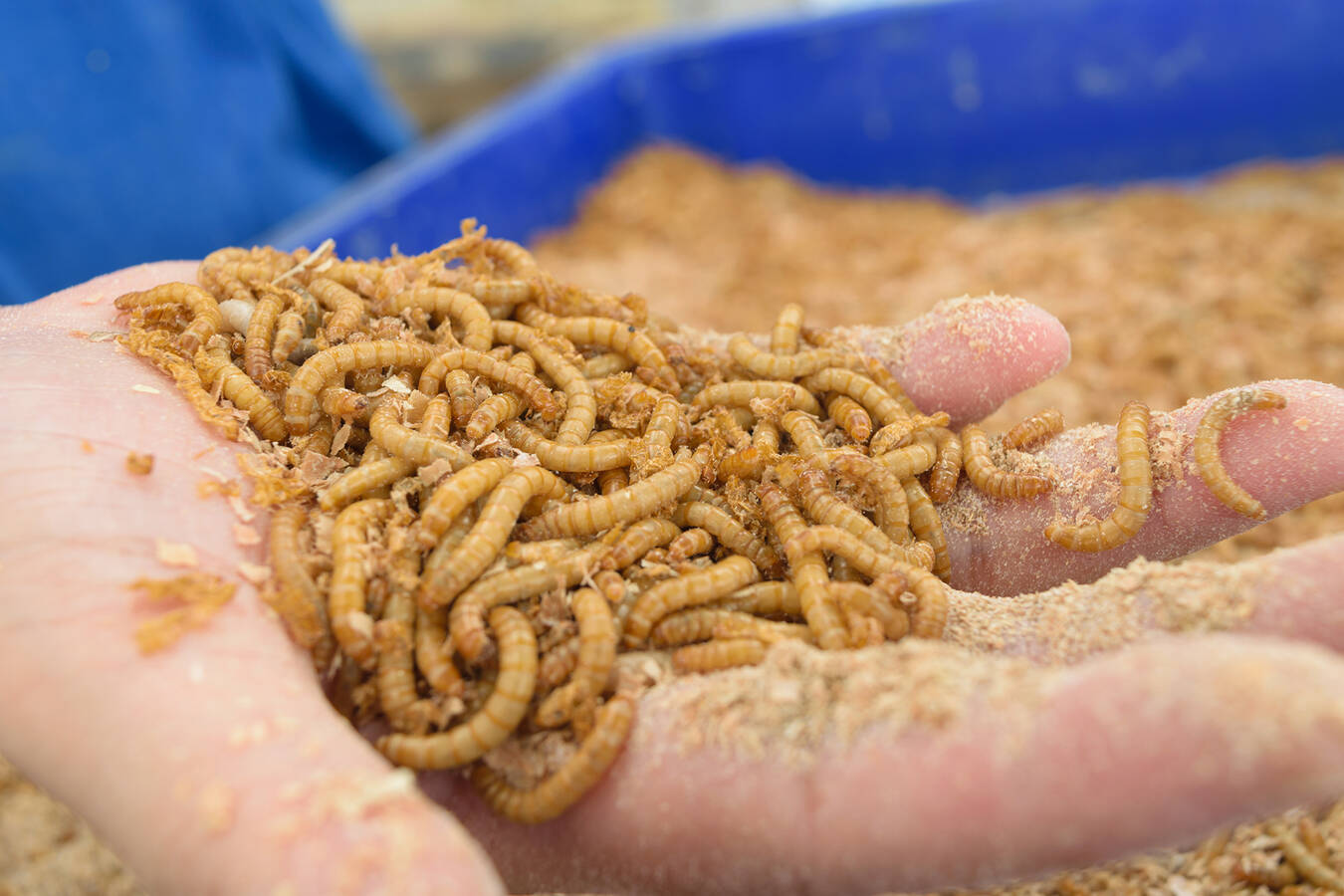 RHEWUM joins the Food Revolution In cooperation with biologists, RHEWUM has developed a new screening machine for sorting mealworms. Screening mealworms poses unique technical challenges with regard to animal health and safety.