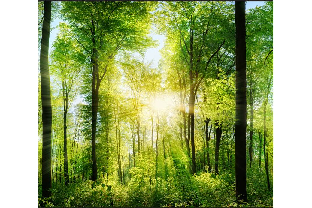 Refresh Yourself at the NOLL Stand: Forest Bathing at POWTECH How refreshing the walk through an exhibition can be Sunlight, tranquility and the bliss of a green environment welcome visitors at NOLL Processing Technology, Stand 4A-229. 